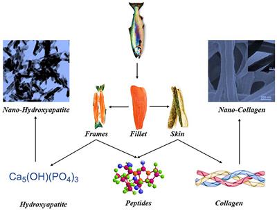 Extraction of proteinaceous components and biominerals from cold water fish fileting side streams: a review